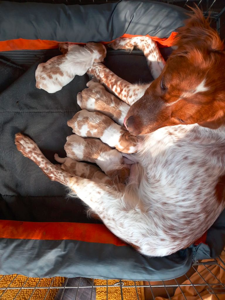 chiot Epagneul Breton Du Sentier Des Hauts Douglas