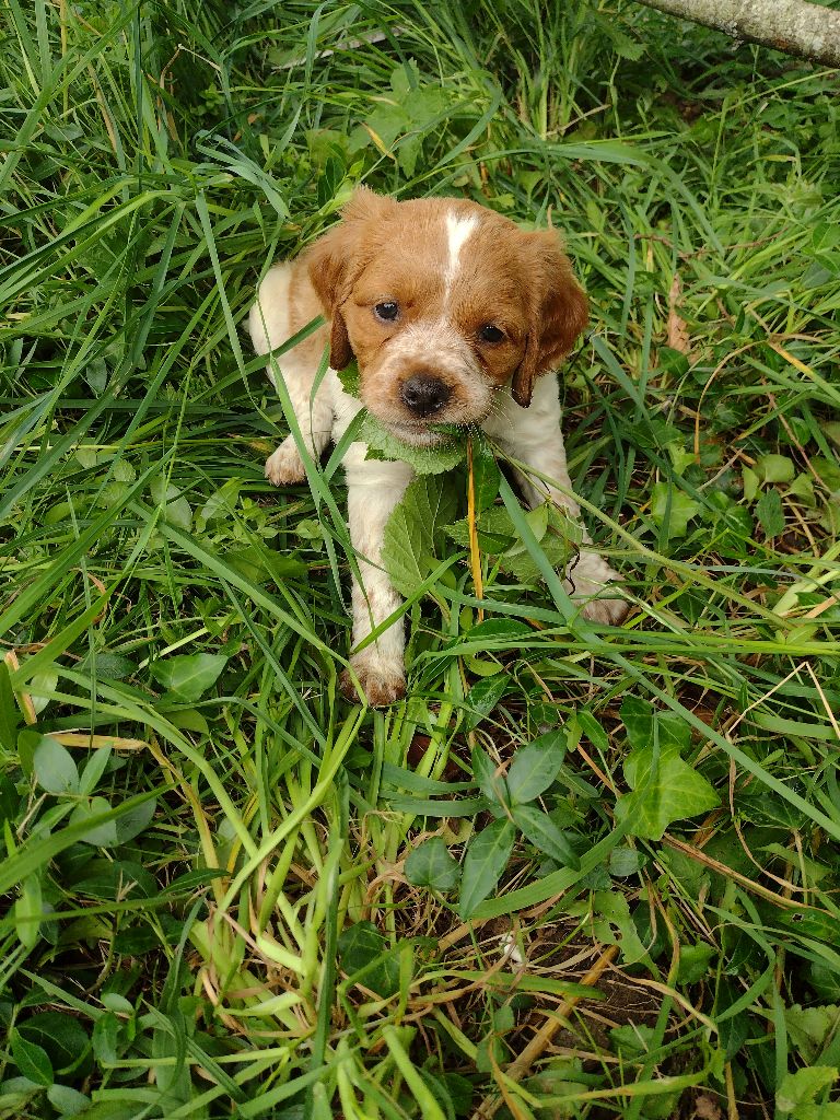 Du Sentier Des Hauts Douglas - Chiots disponibles - Epagneul Breton