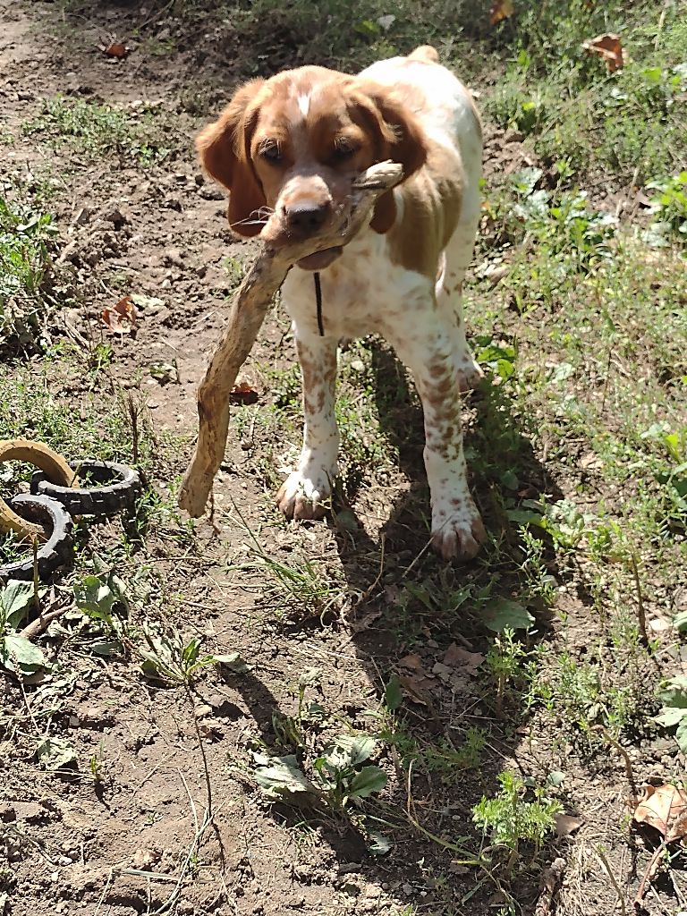 Du Sentier Des Hauts Douglas - Chiots disponibles - Epagneul Breton